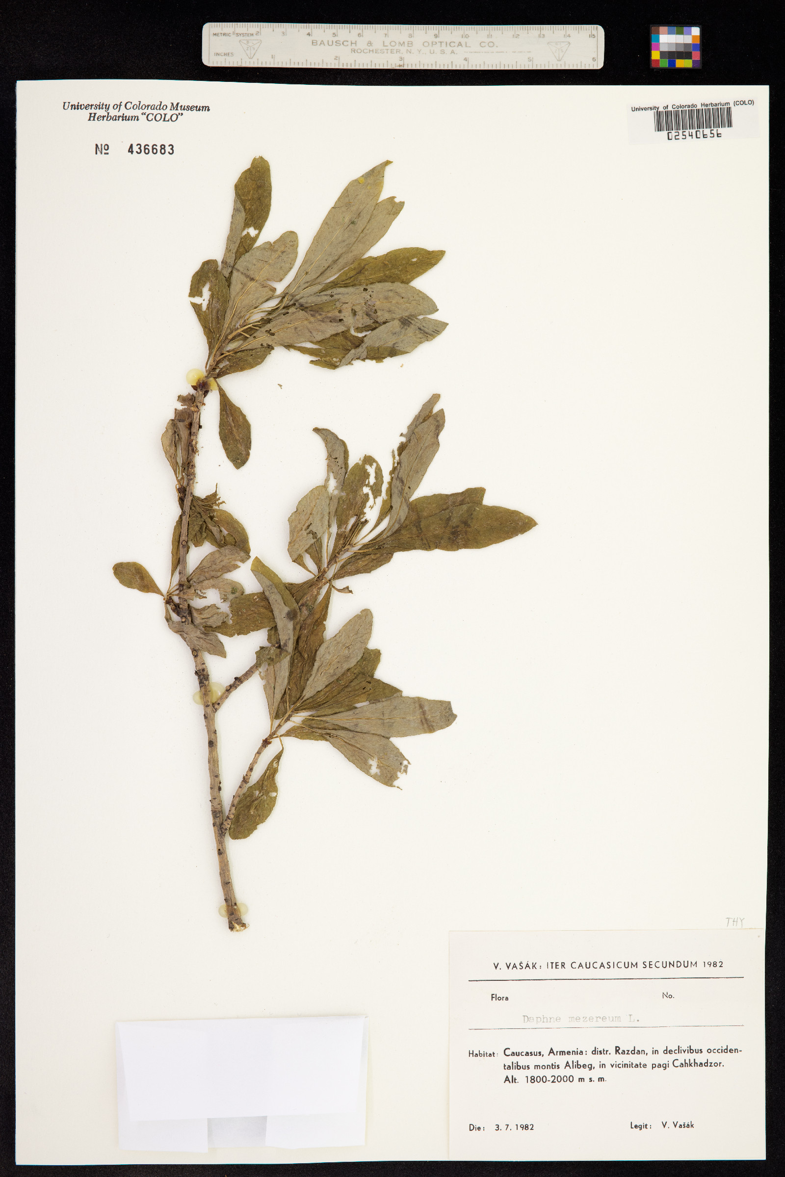Daphne mezereum image