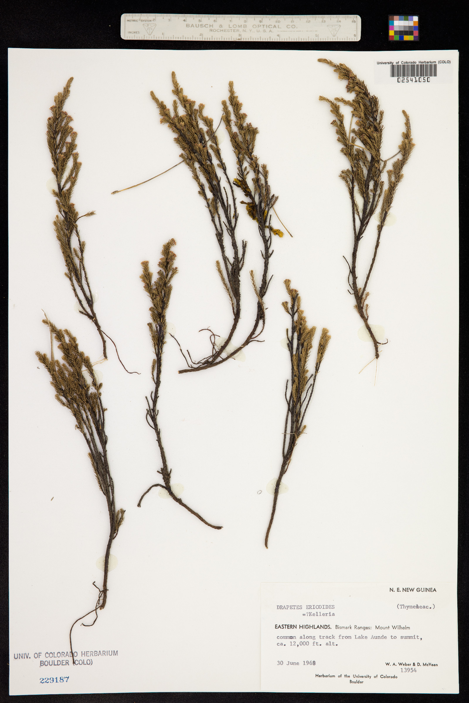 Kelleria ericoides image