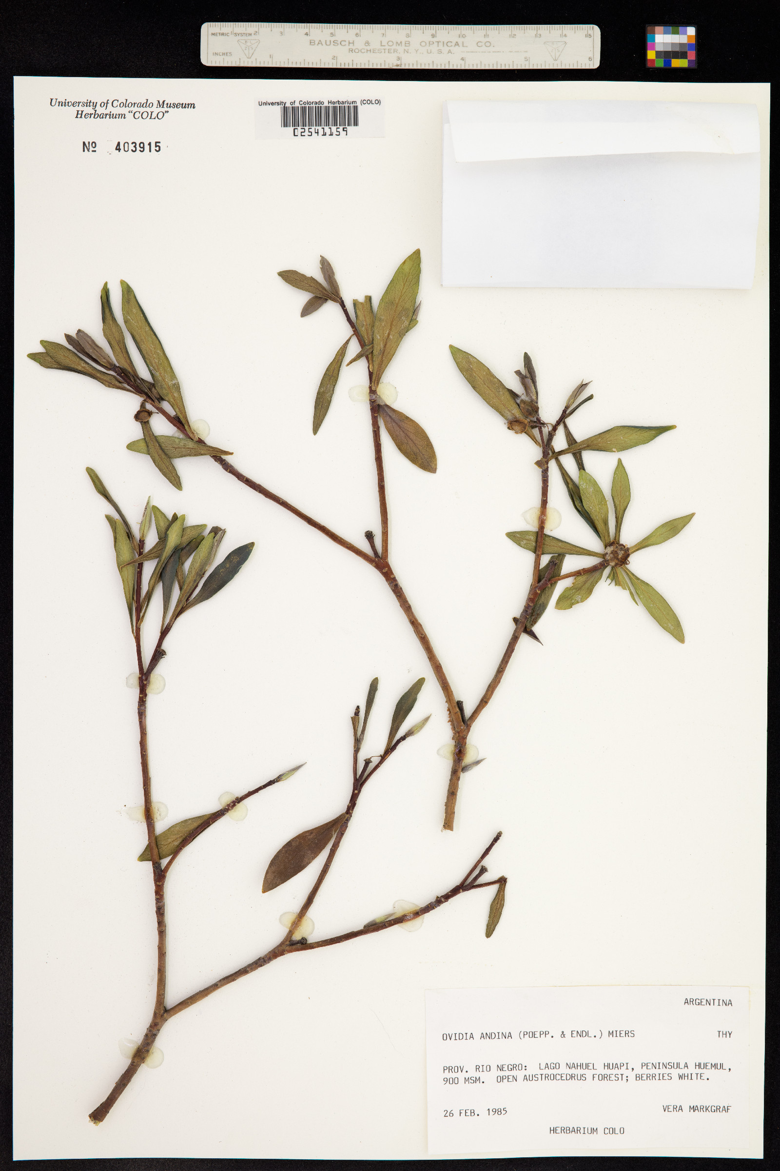 Ovidia andina image
