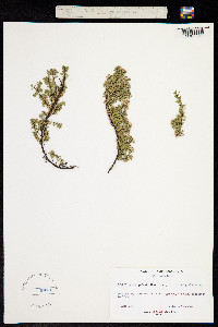 Image of Pimelea alpina