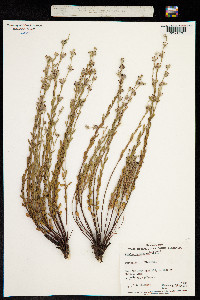 Pimelea curviflora image