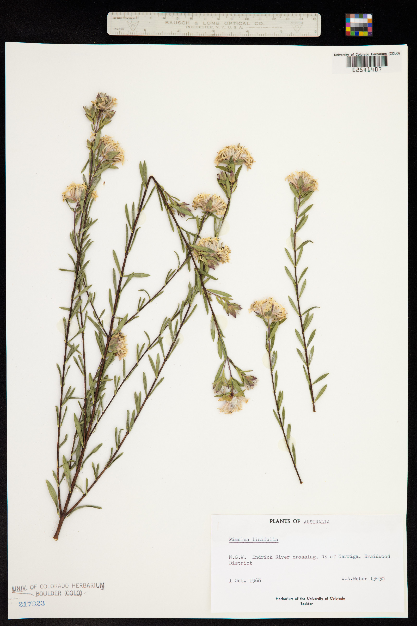 Pimelea linifolia image