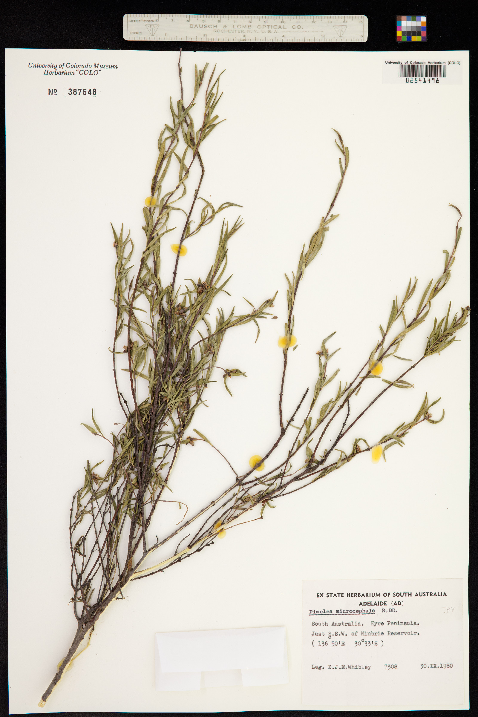 Pimelea microcephala image