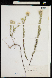 Pimelea octophylla image
