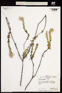 Pimelea octophylla image