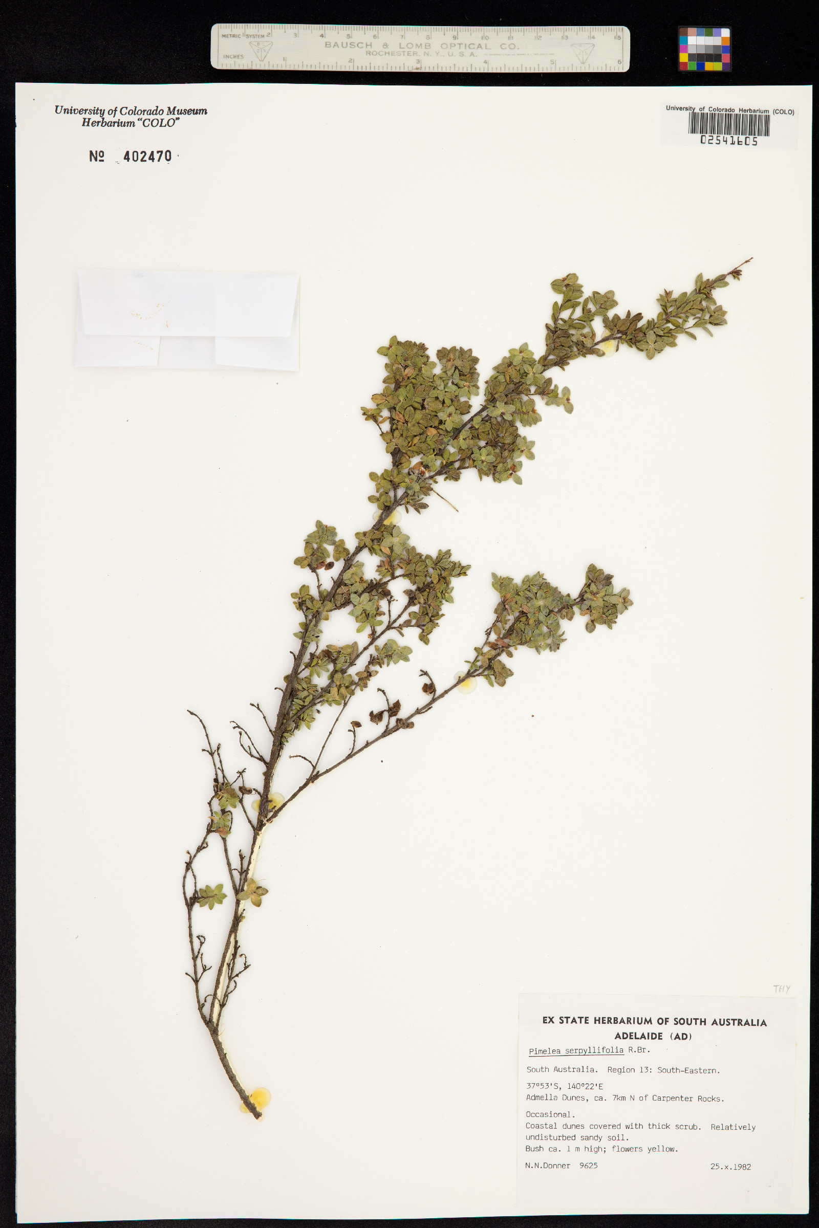 Pimelea serpyllifolia image