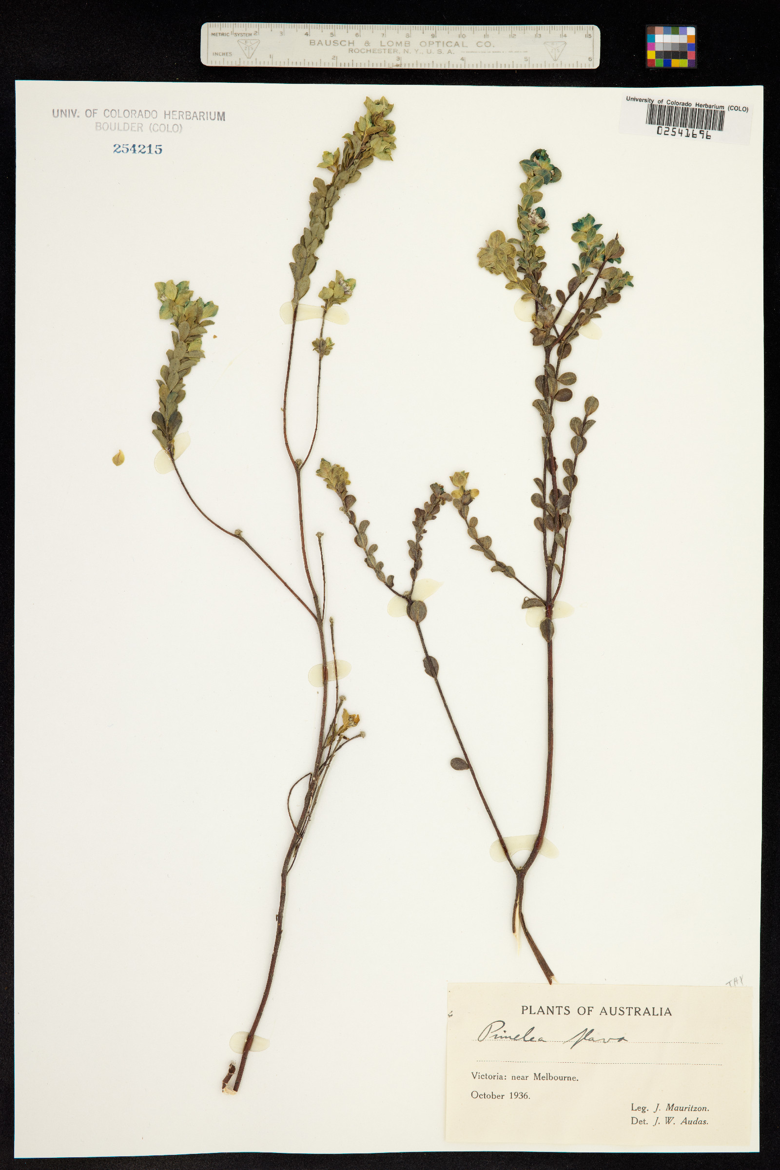 Pimelea image