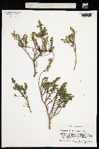 Thymelaea dioica image