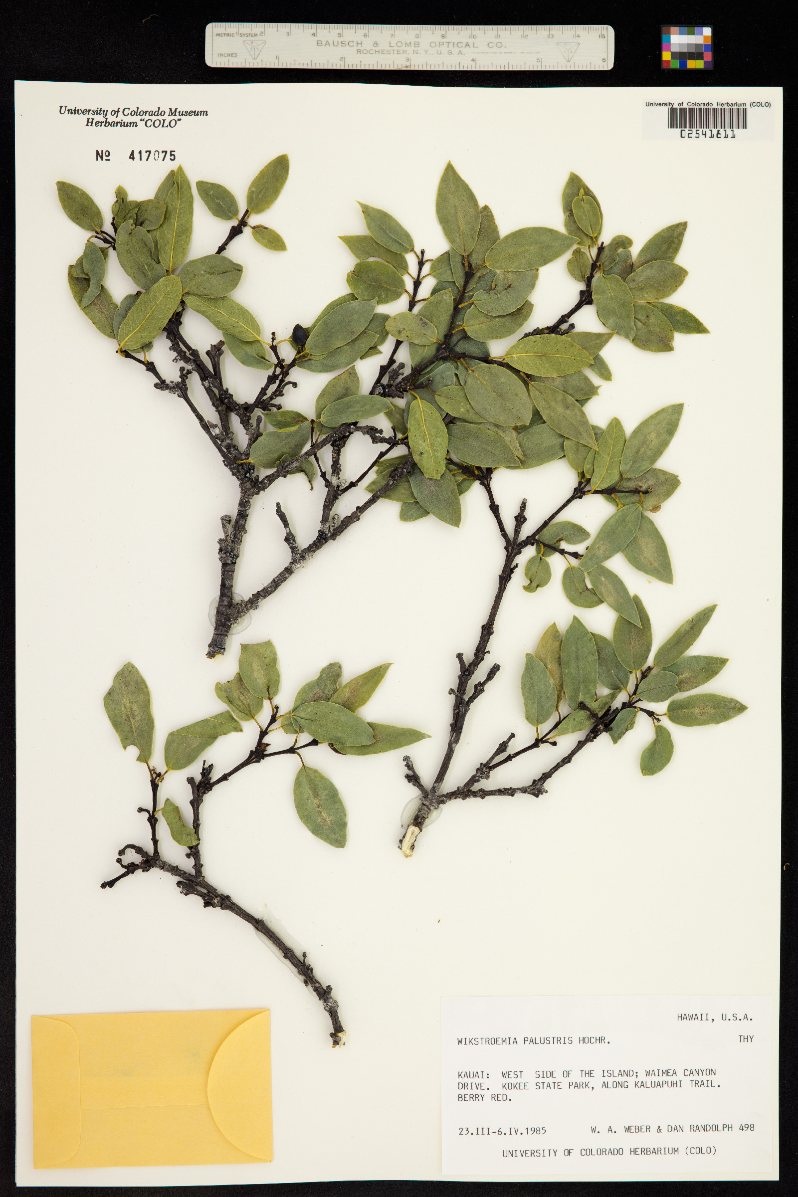 Wikstroemia palustris image