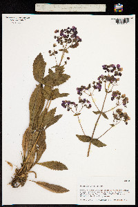 Calceolaria purpurea image