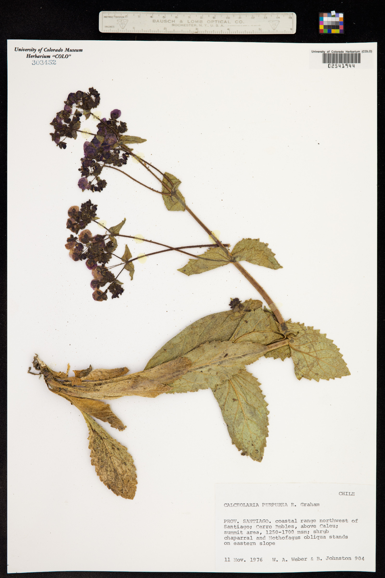 Calceolaria purpurea image