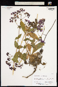 Calceolaria purpurea image