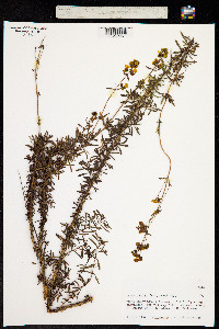 Calceolaria thyrsiflora image