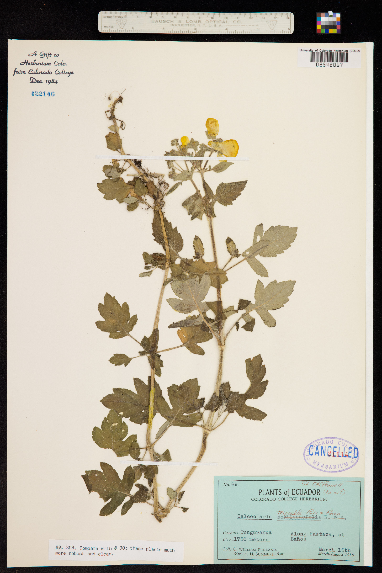 Calceolaria image