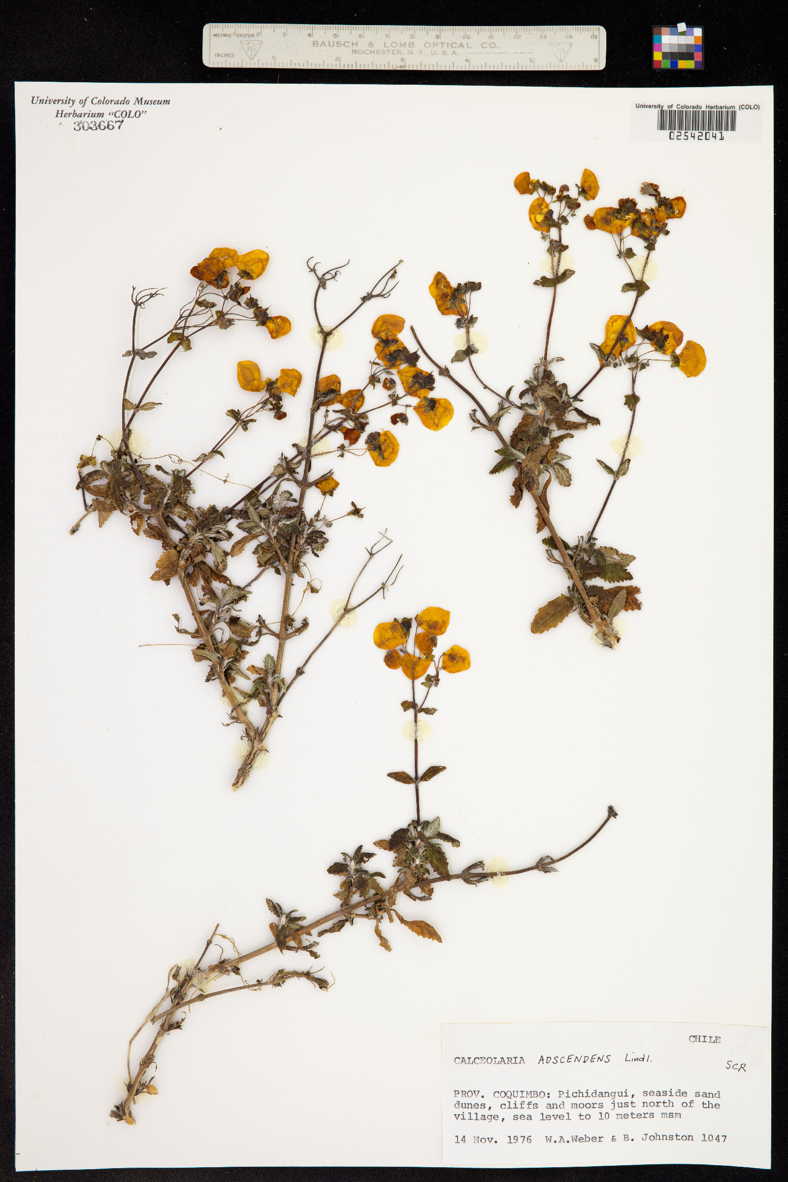 Calceolaria ascendens image