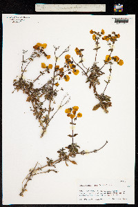 Calceolaria ascendens image