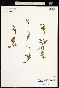 Calceolaria biflora image