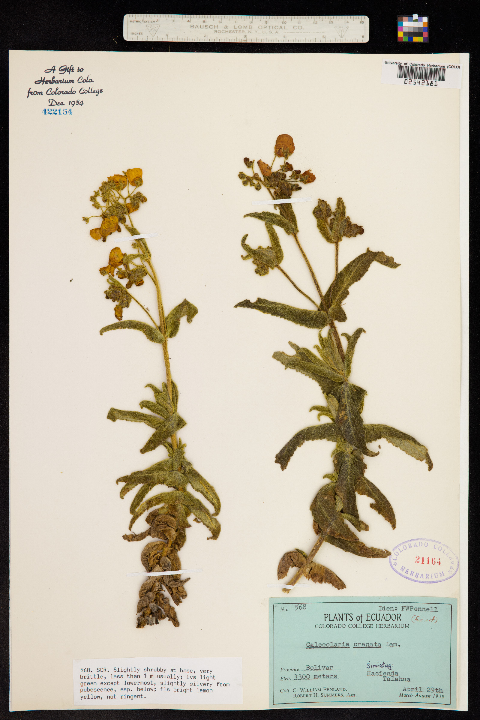 Calceolaria crenata image