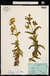 Calceolaria crenata image
