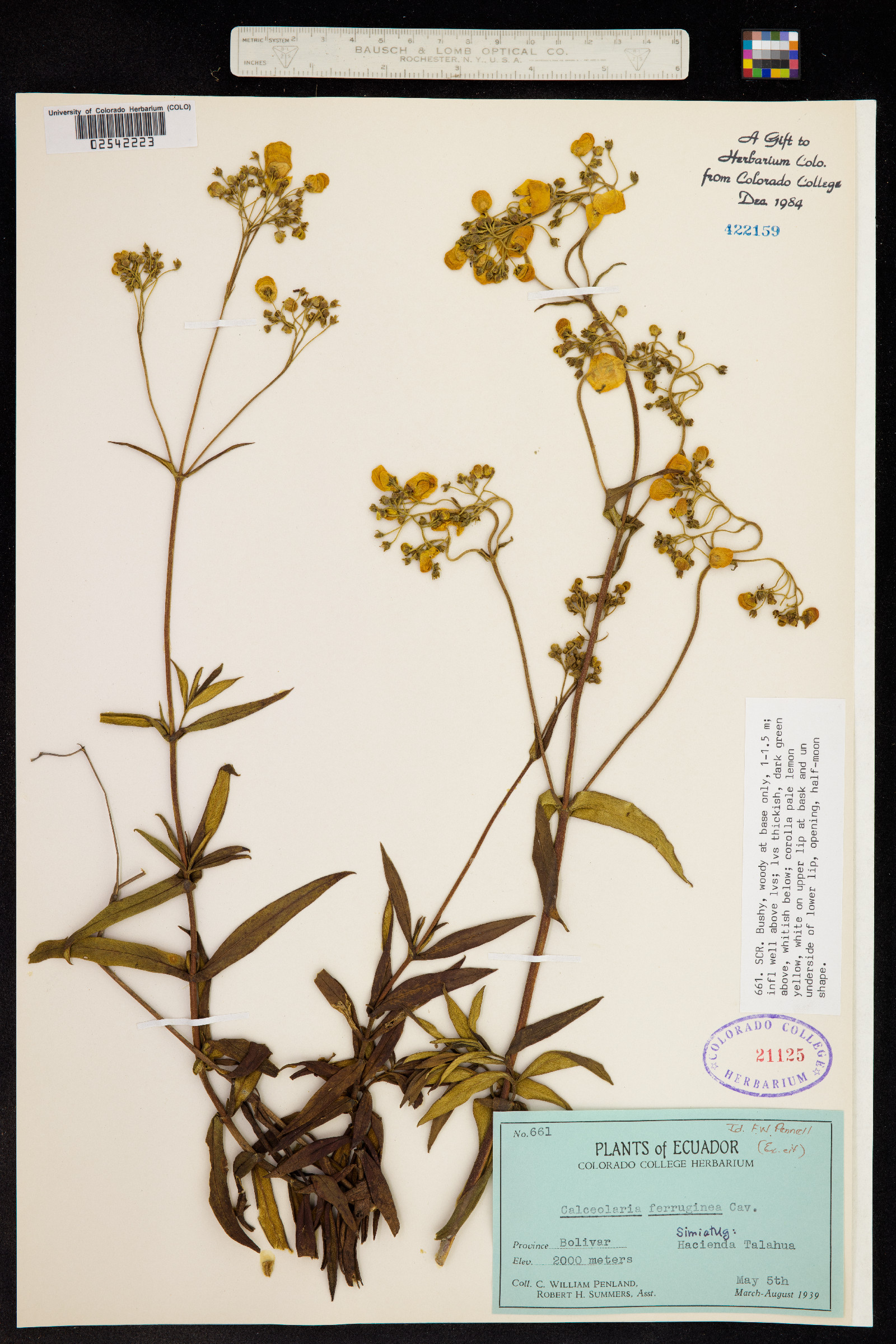 Calceolaria ferruginea image