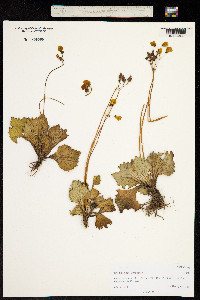 Calceolaria filicaulis image