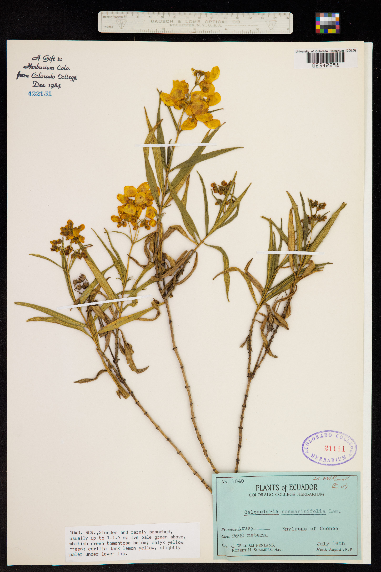 Calceolaria rosmarinifolia image