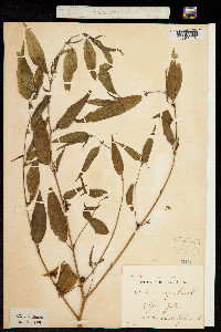 Corchorus capsularis image