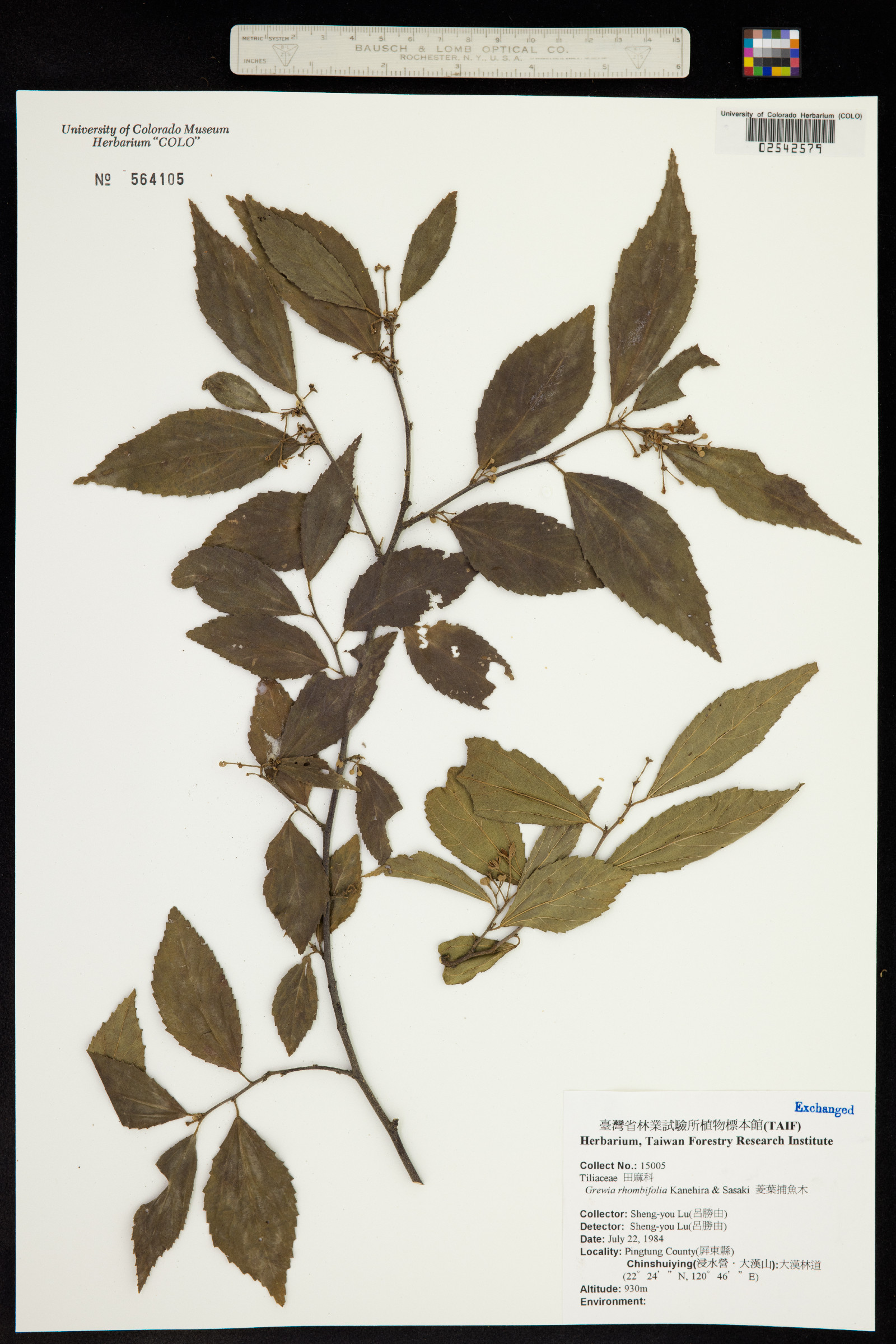Grewia rhombifolia image