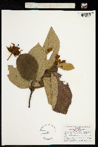 Luehea ochrophylla image