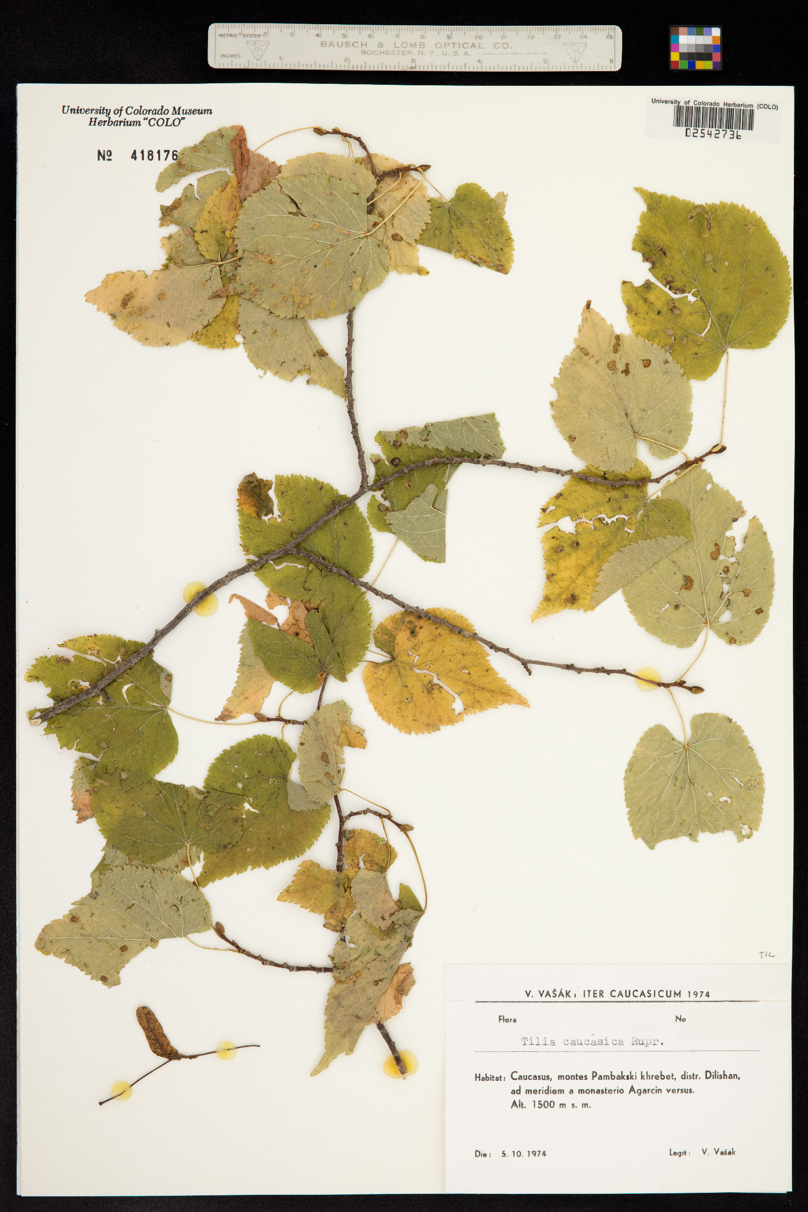 Tilia rubra subsp. caucasica image
