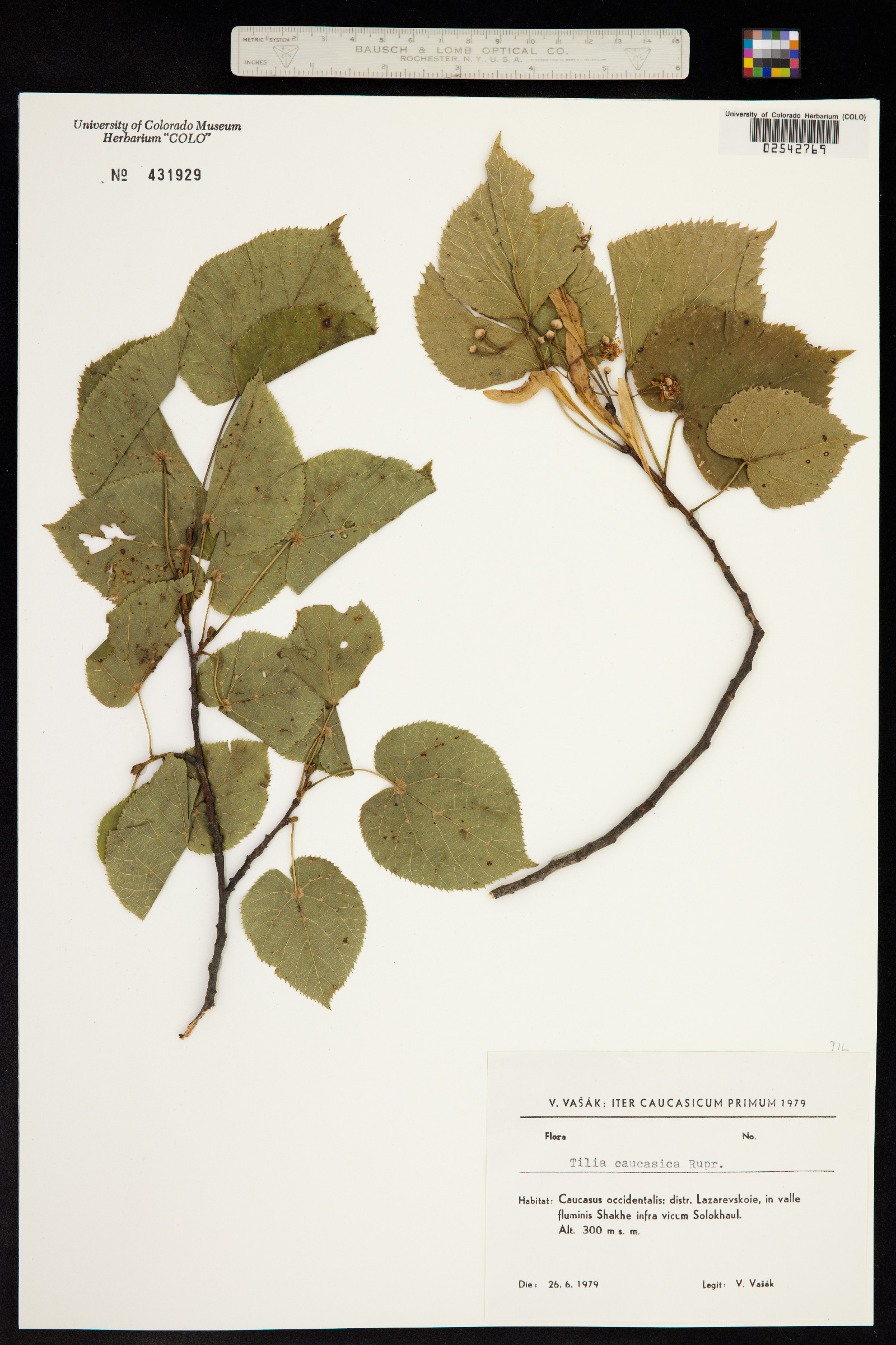 Tilia rubra subsp. caucasica image