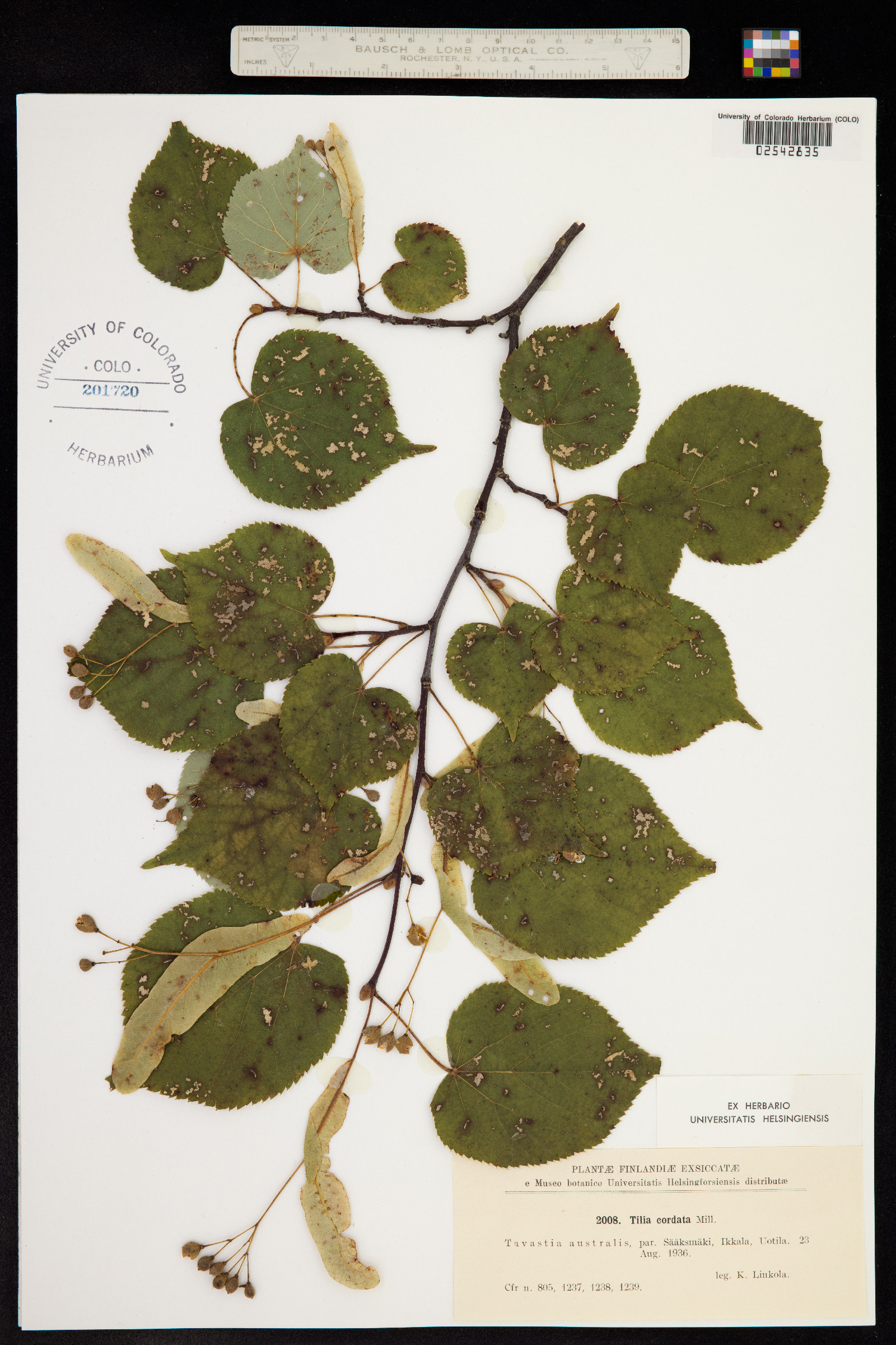 Tilia cordata image