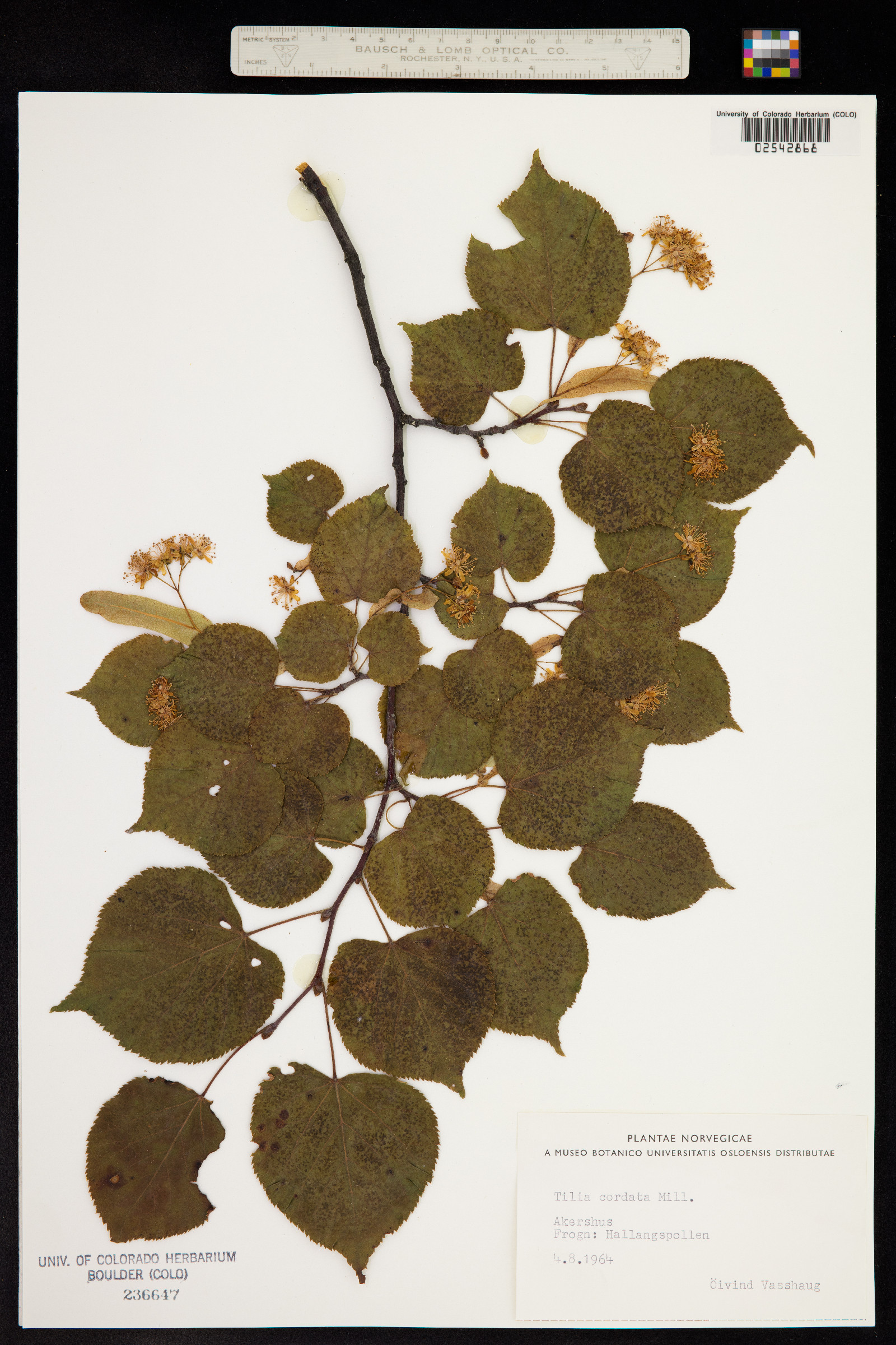 Tilia cordata image