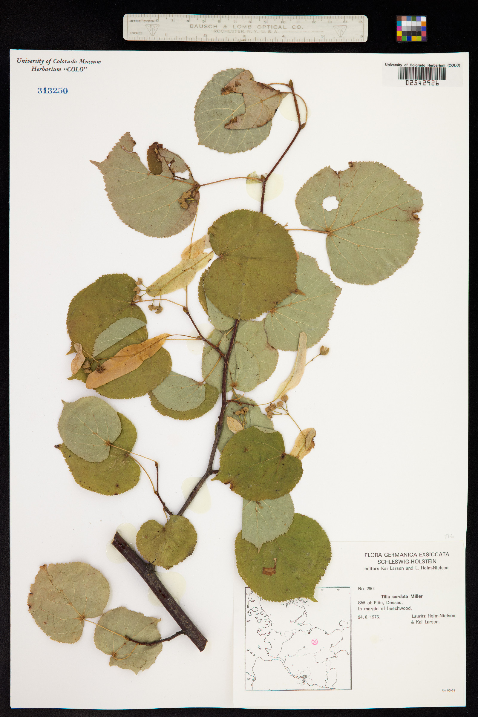 Tilia cordata image