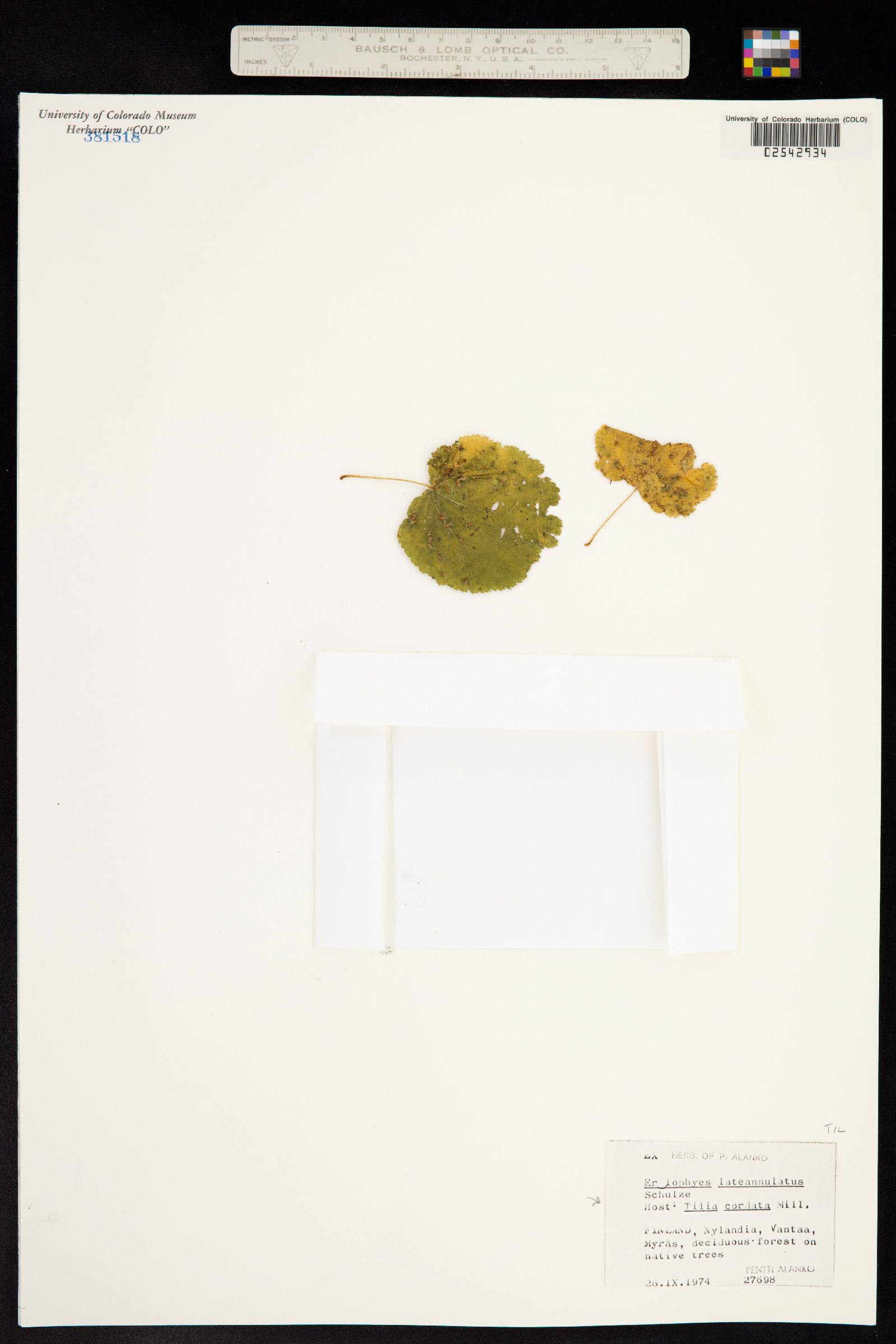Tilia cordata image