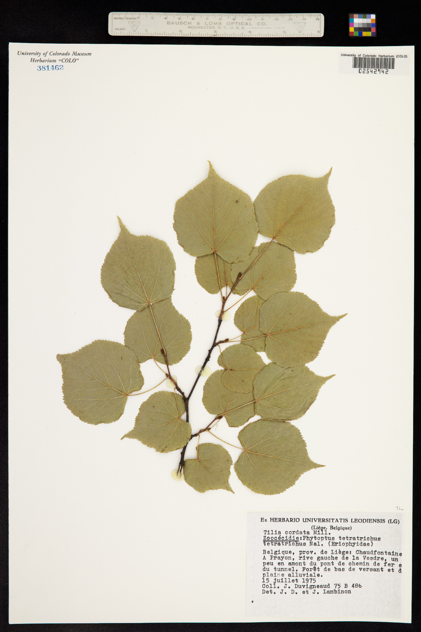Tilia cordata image