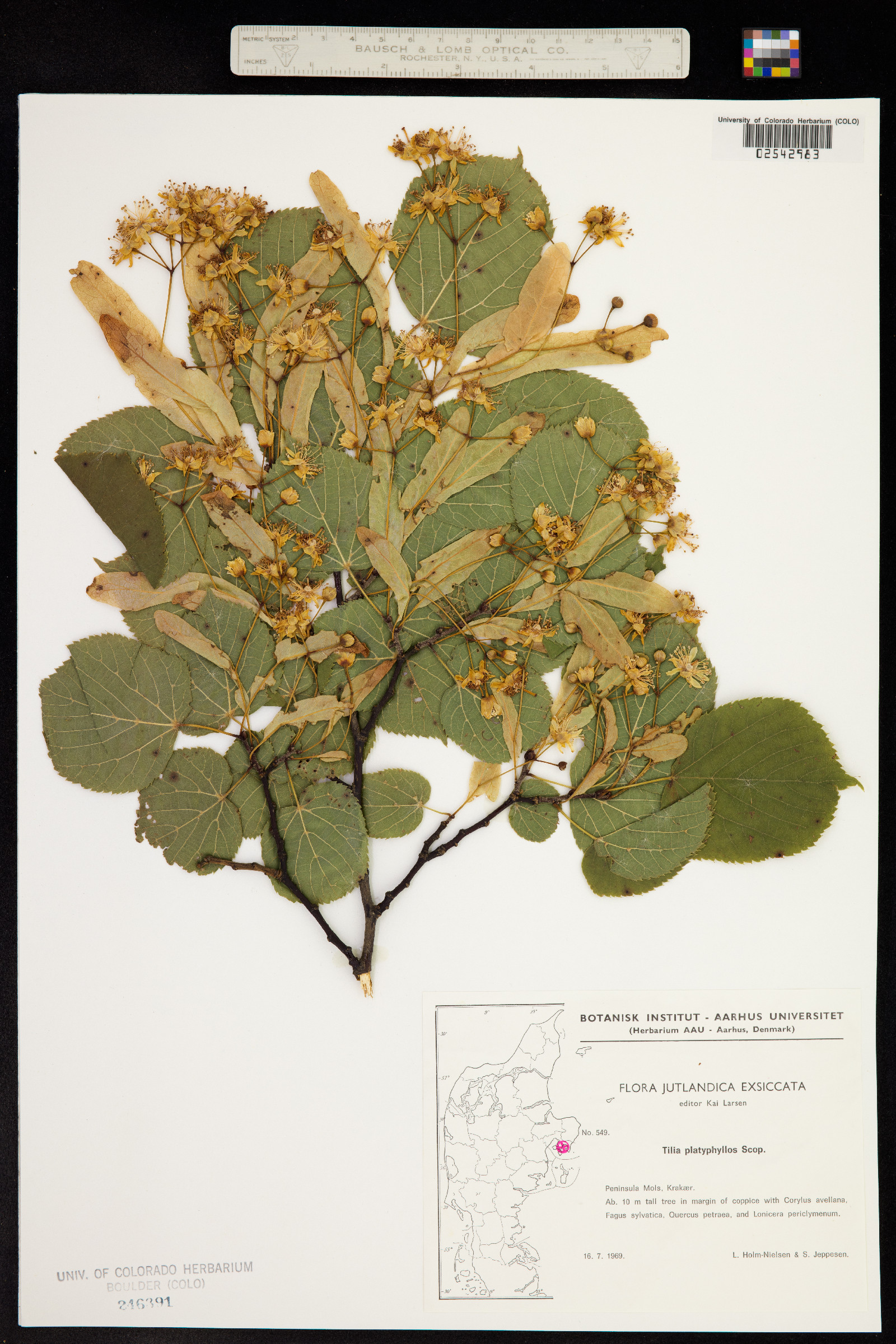 Tilia platyphyllos image