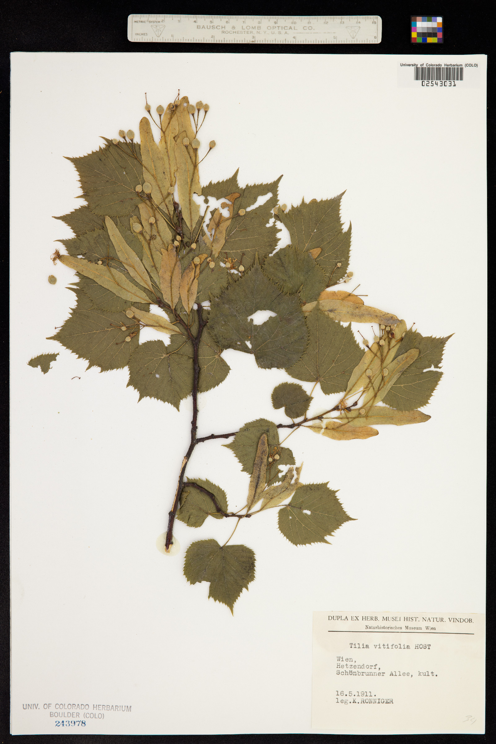 Tilia platyphyllos image