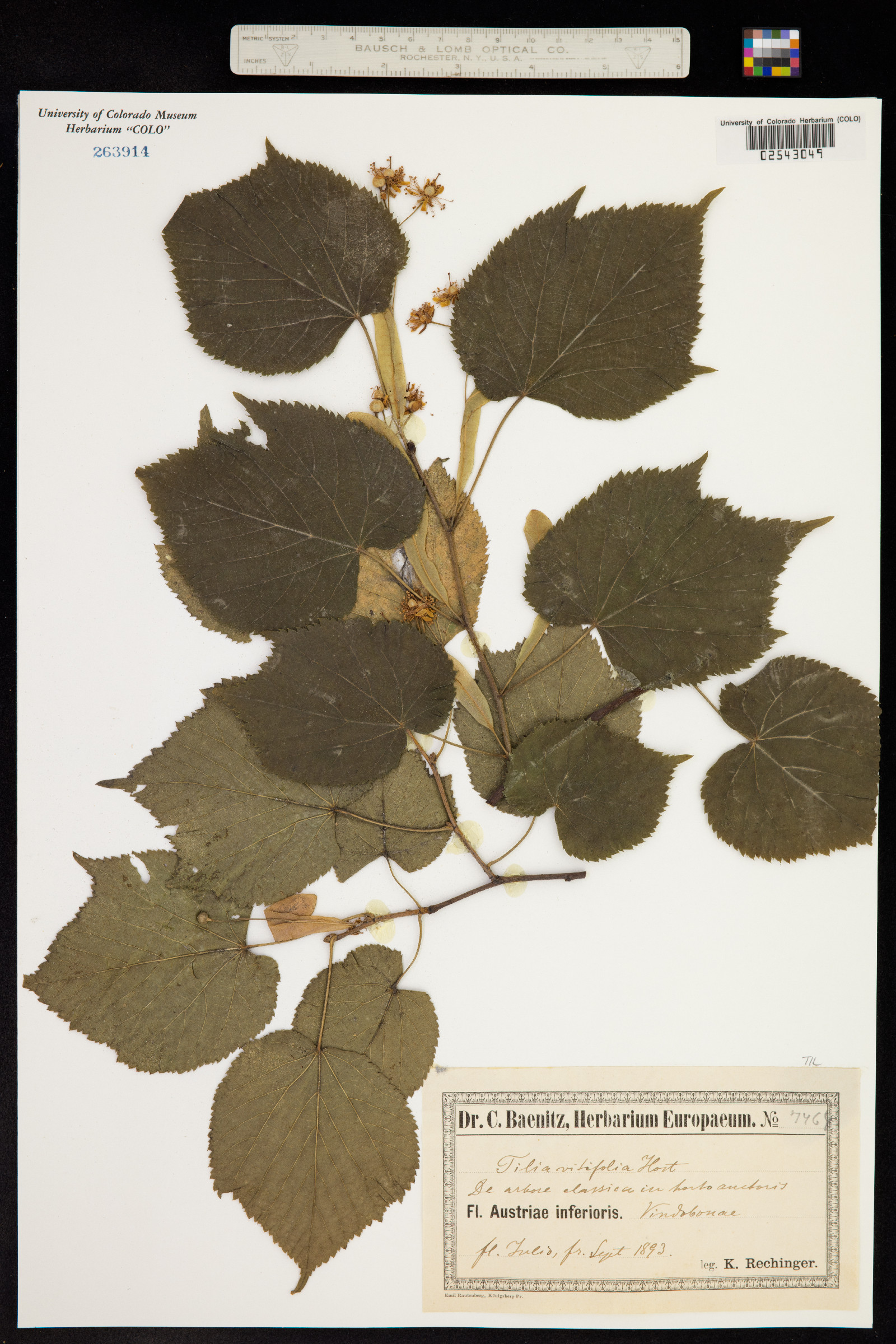 Tilia platyphyllos image