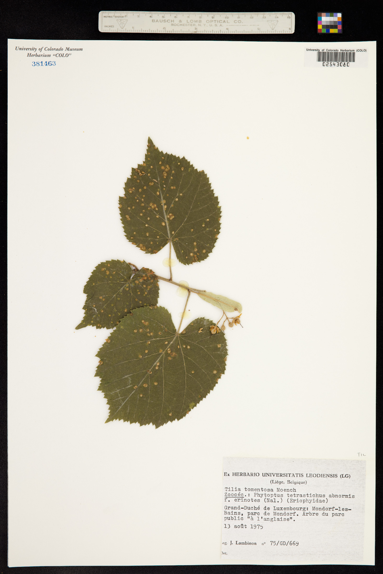 Tilia tomentosa image