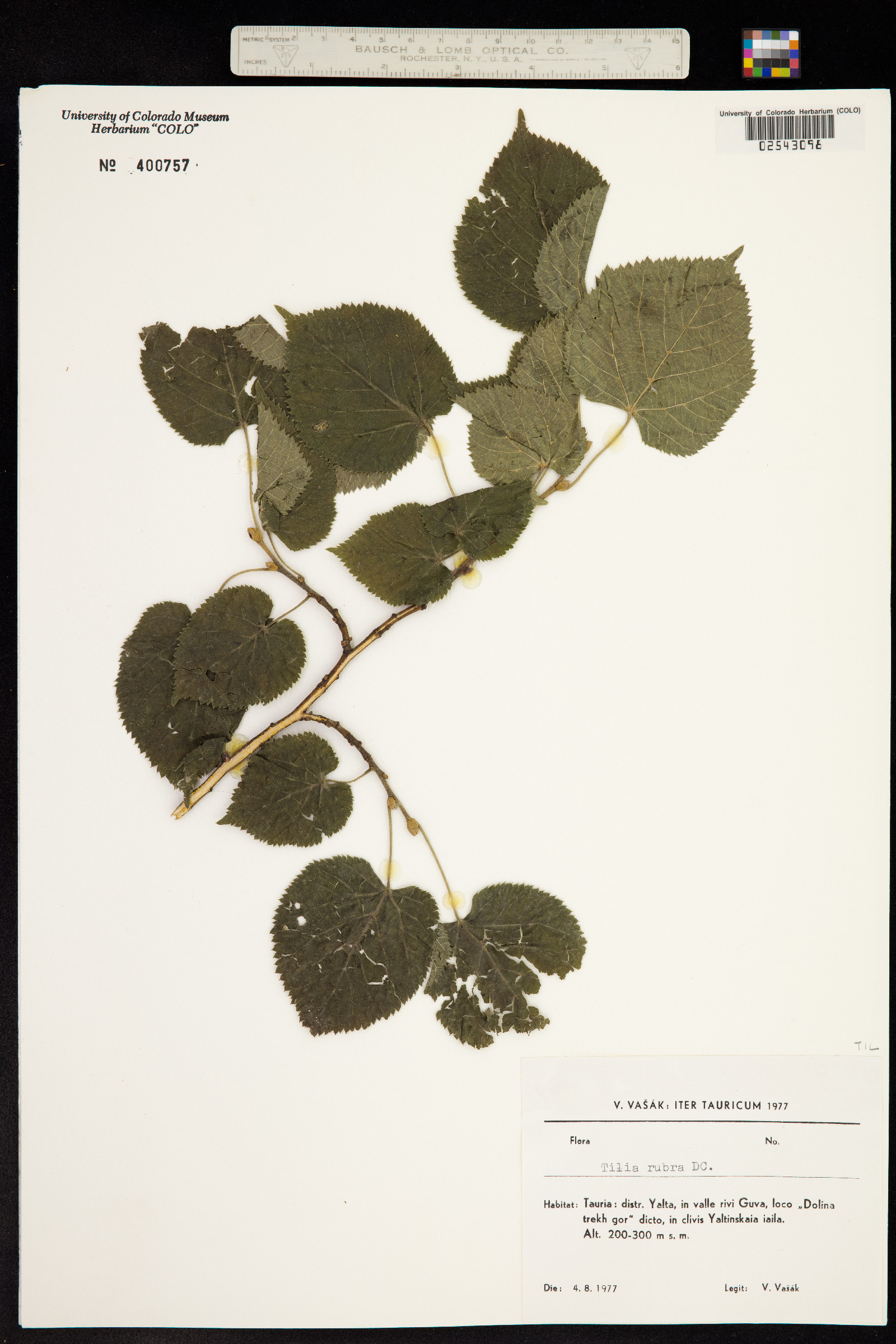 Tilia platyphyllos subsp. corinthiaca image