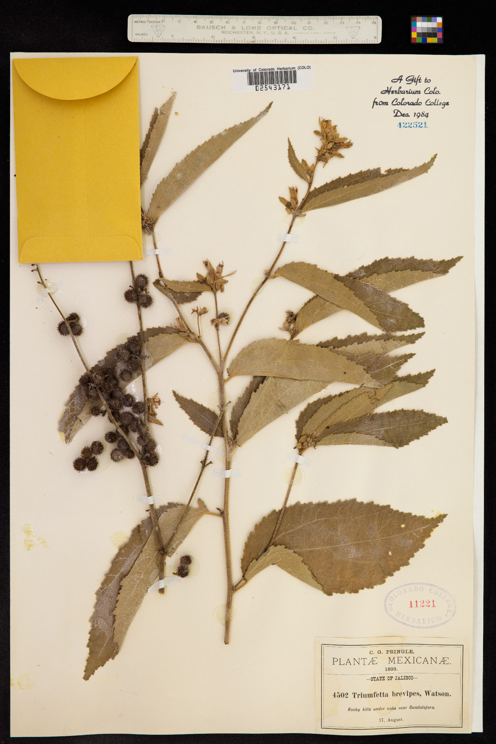 Triumfetta brevipes image
