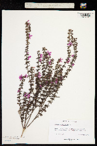 Tetratheca thymifolia image
