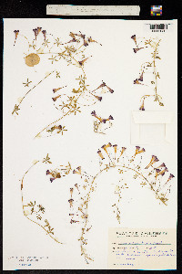 Tropaeolum tricolor image
