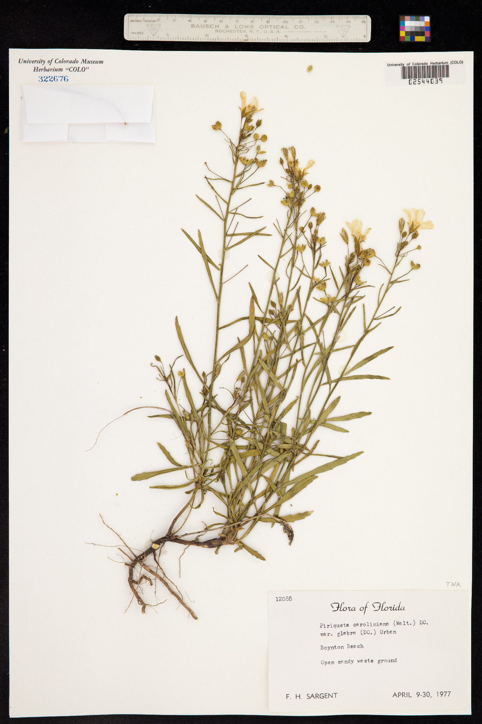Piriqueta cistoides ssp. caroliniana image
