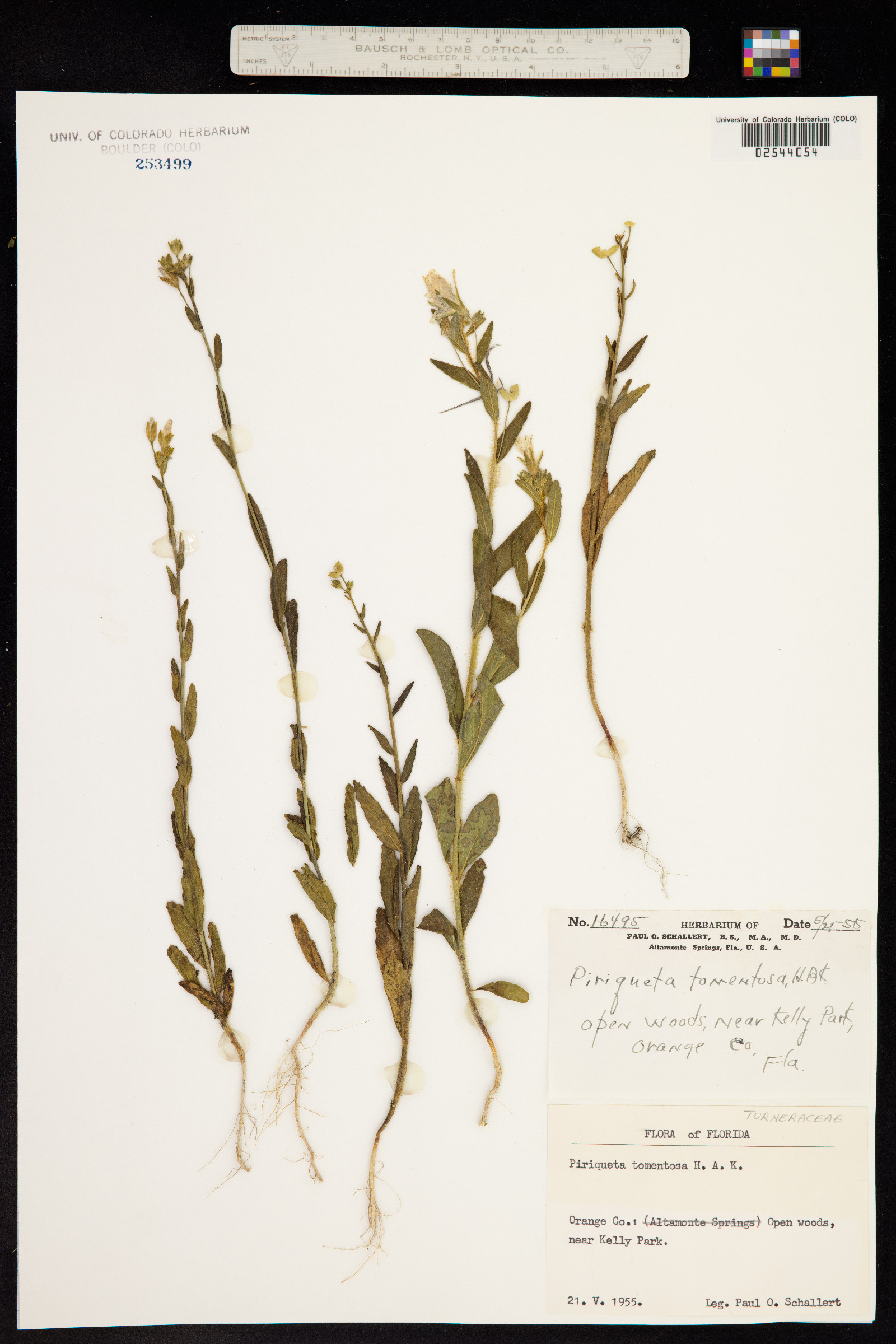 Piriqueta cistoides ssp. caroliniana image