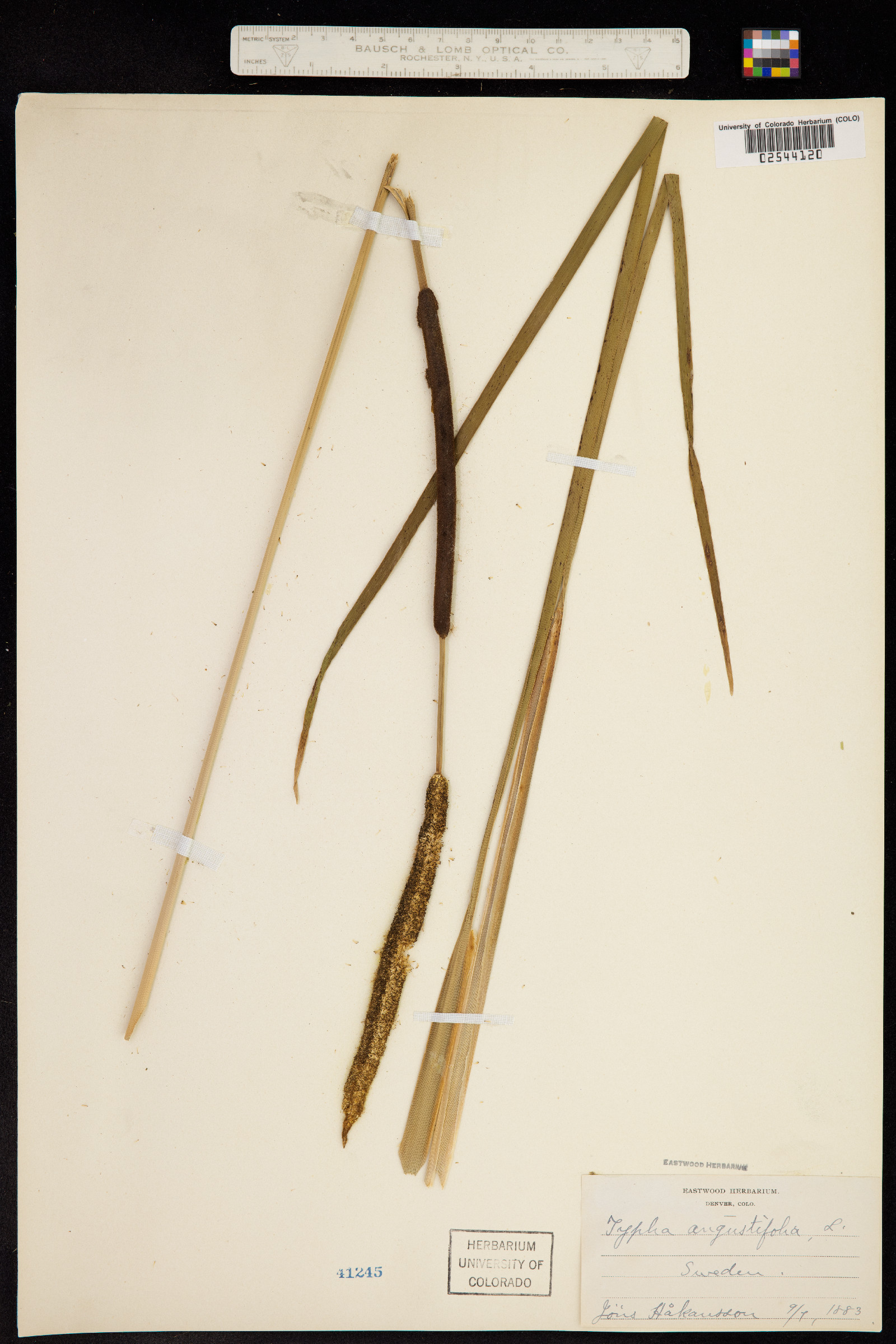 Typha angustifolia image
