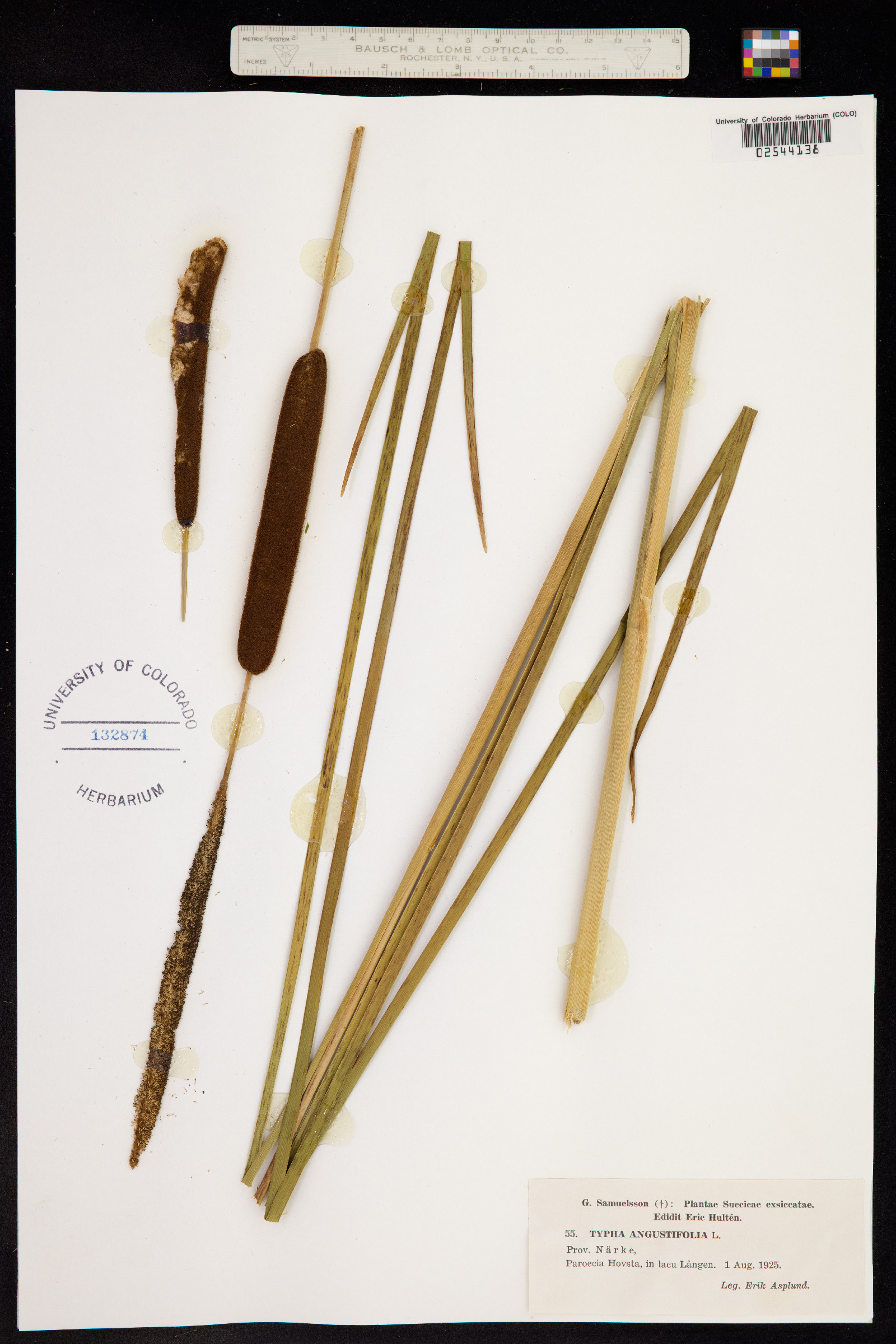 Typha angustifolia image