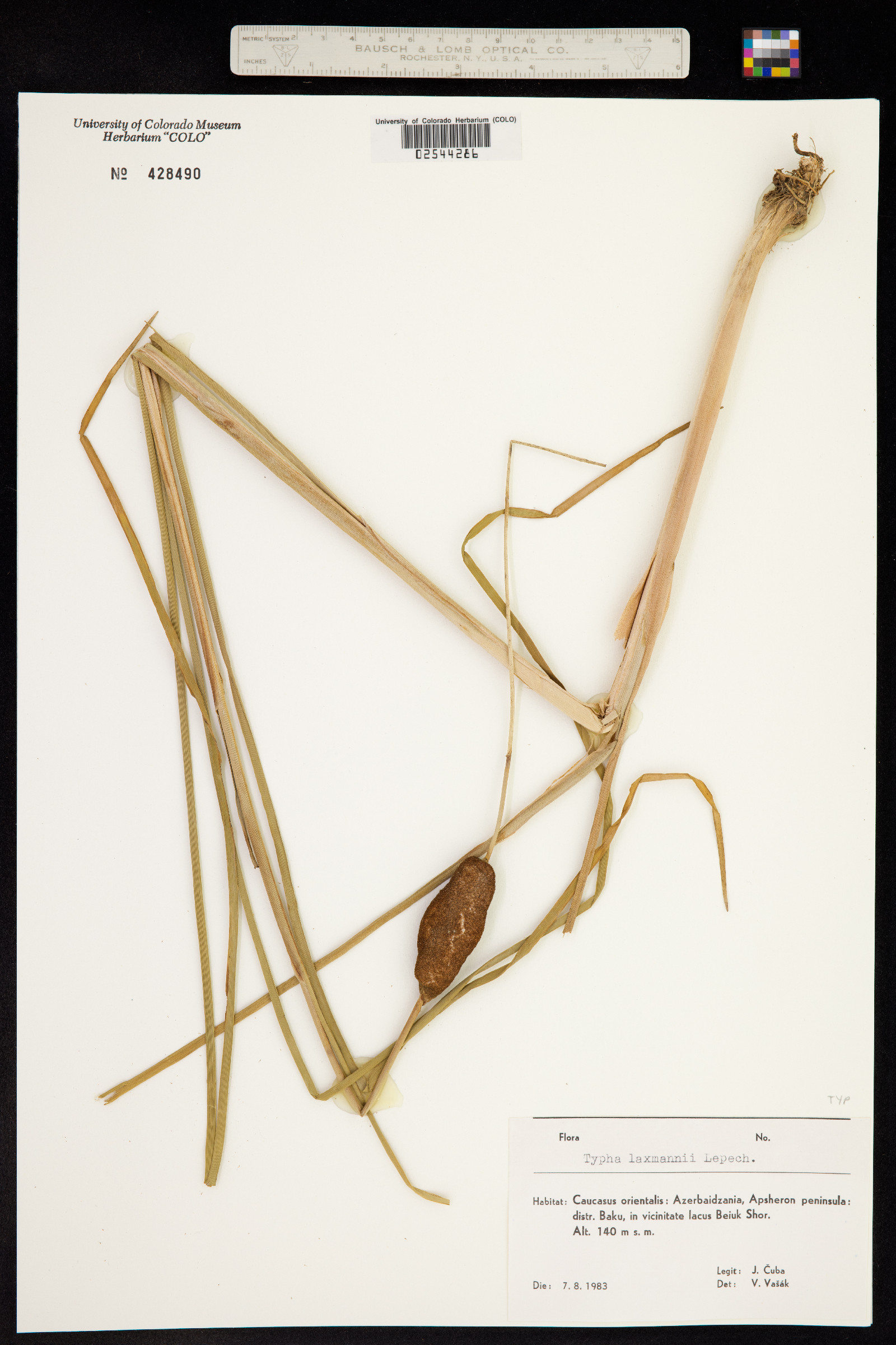 Typha laxmannii image
