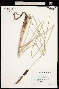 Typha laxmannii image